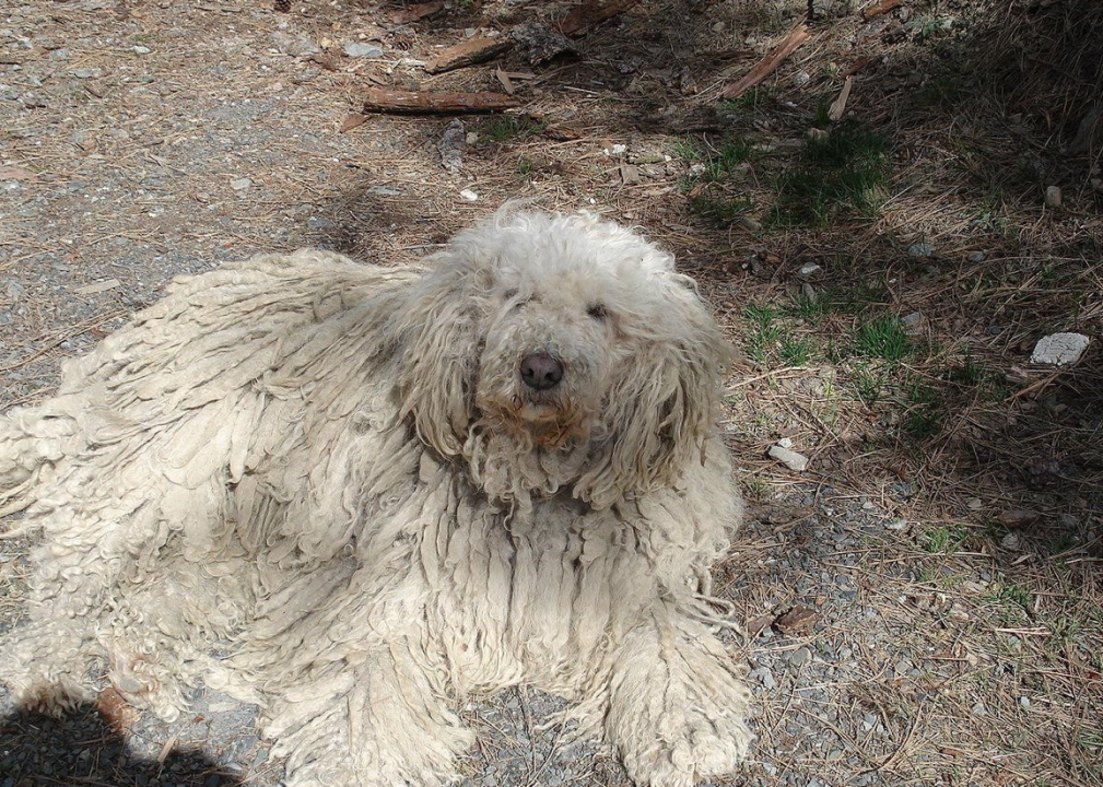 #12. Komondor